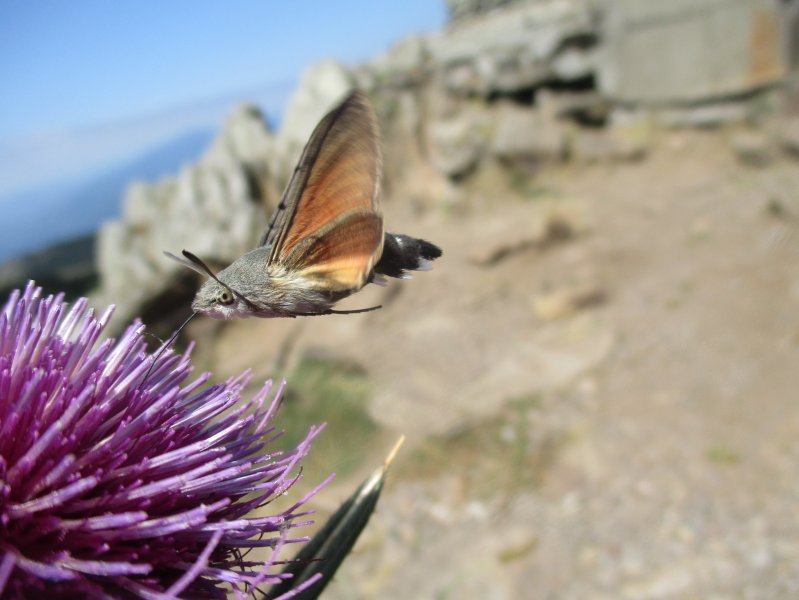 MORO SPHINX. Papillon colibri butinant, à Fay aux Loges. Alan CROCHET